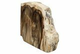 Polished, Petrified Wood (Metasequoia) Stand Up - Oregon #193616-1